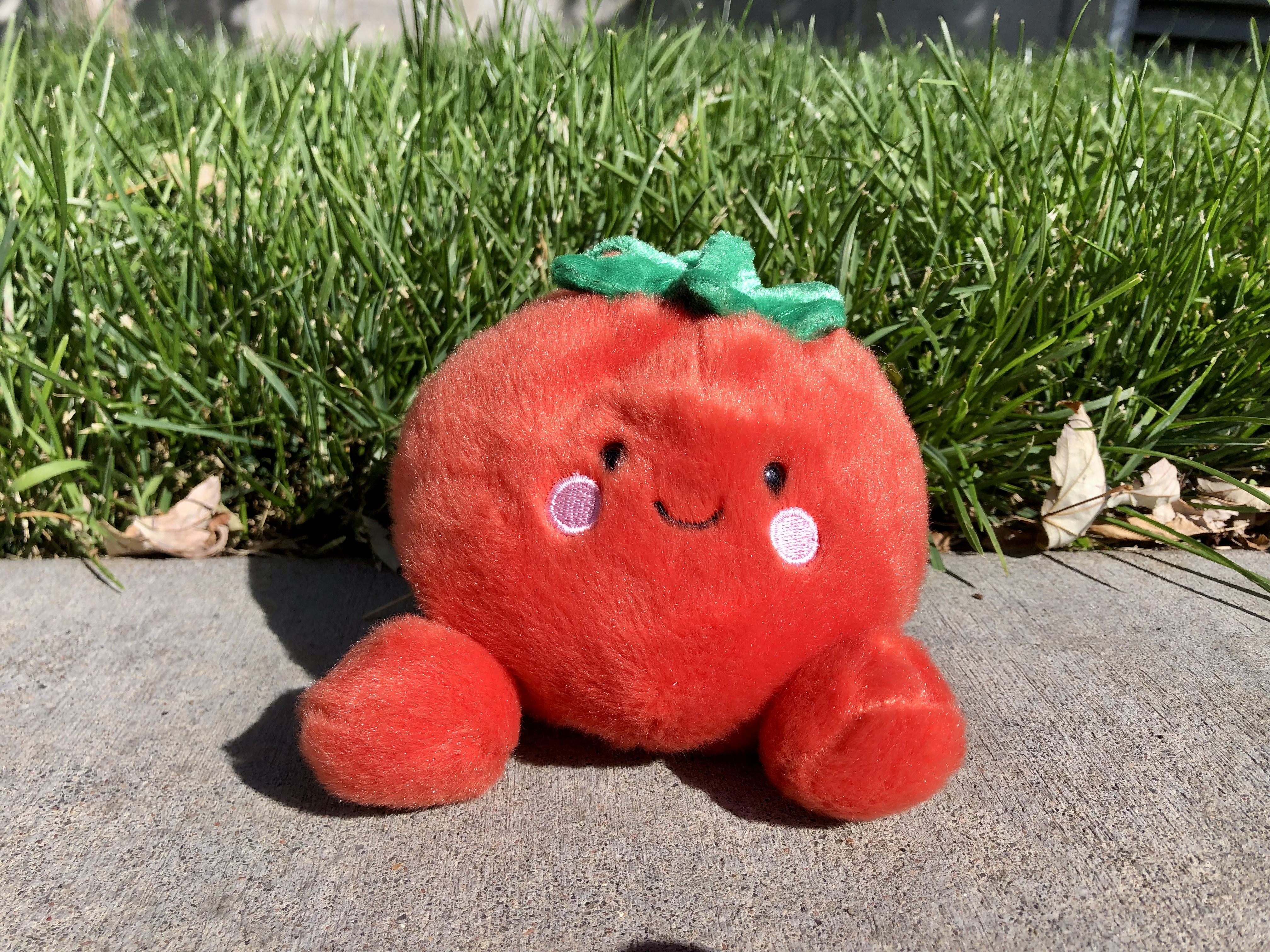 The New Class Pet: Welcome, Talking Tomato!